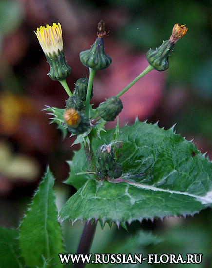 Осот огородный (Sonchus oleraceus L.)